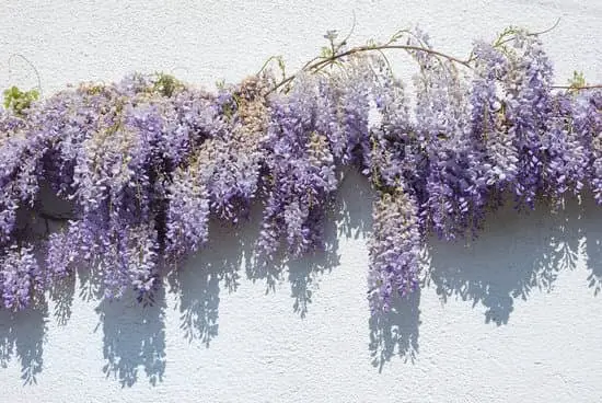 Wisteria